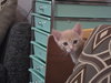 Zoomie
