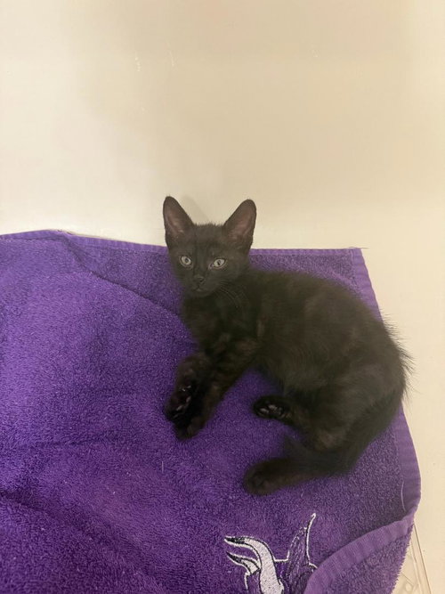 Leo
