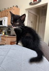Zorro