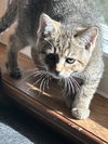 Lucy