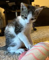 Linus