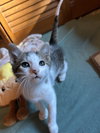 Linus