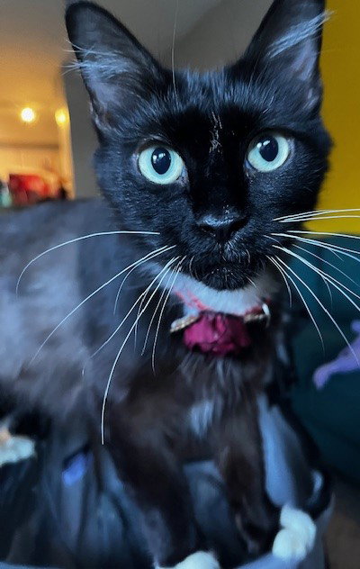 Pistachio