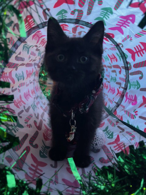 Pepper
