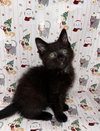Pepper
