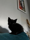 Fig