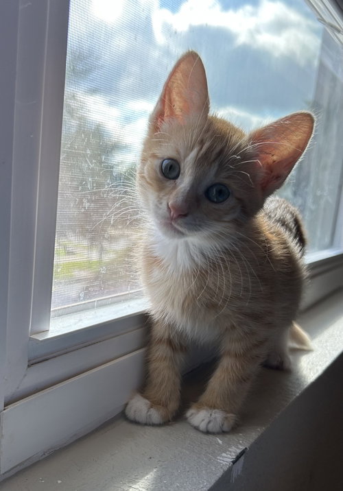 Izzy