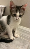 Peanut