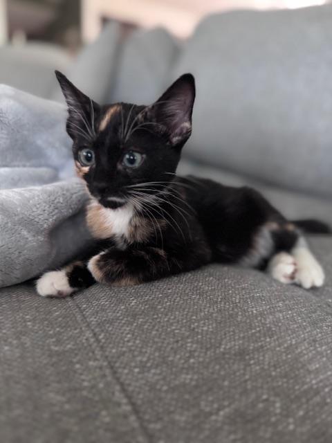 Clawdia