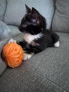 Clawdia