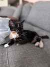 Clawdia