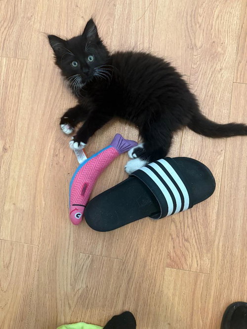 Bonjour