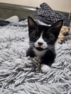 Chili