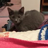 Soot