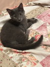 Soot