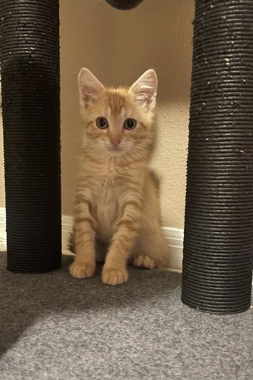 Oliver