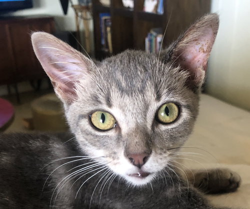 Mojo