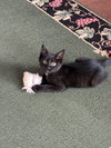 Nellie