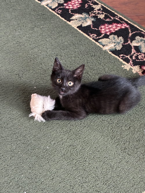 Nellie