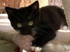 Tux