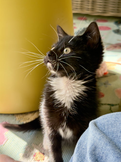 Tux