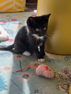 Tux