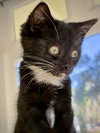 Tux