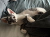 Benny