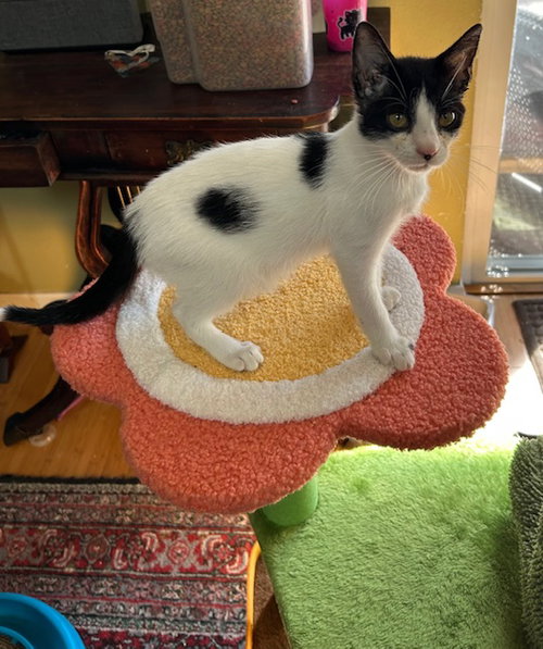 Domino