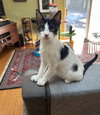 Domino