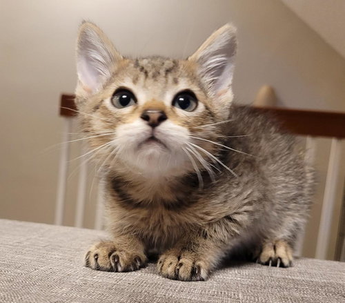 Mouse