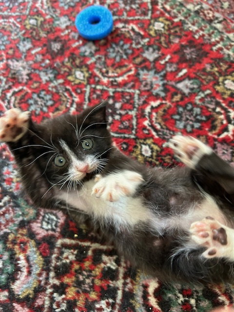Felix