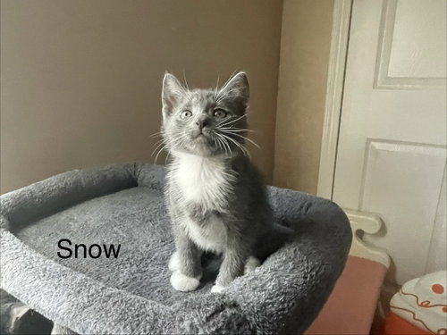 Snow