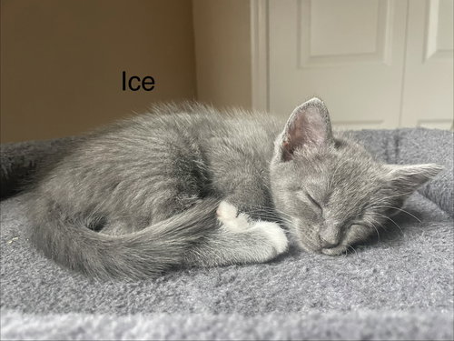 Ice