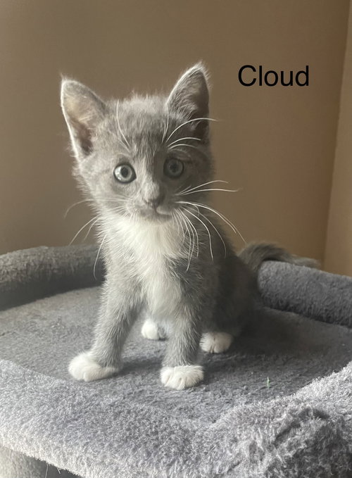 Cloud