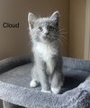 Cloud