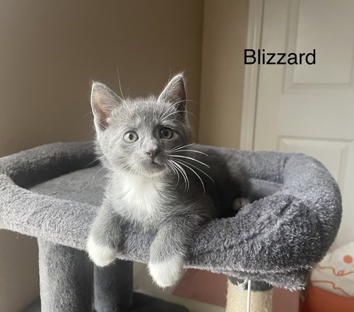 Blizzard