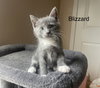 Blizzard