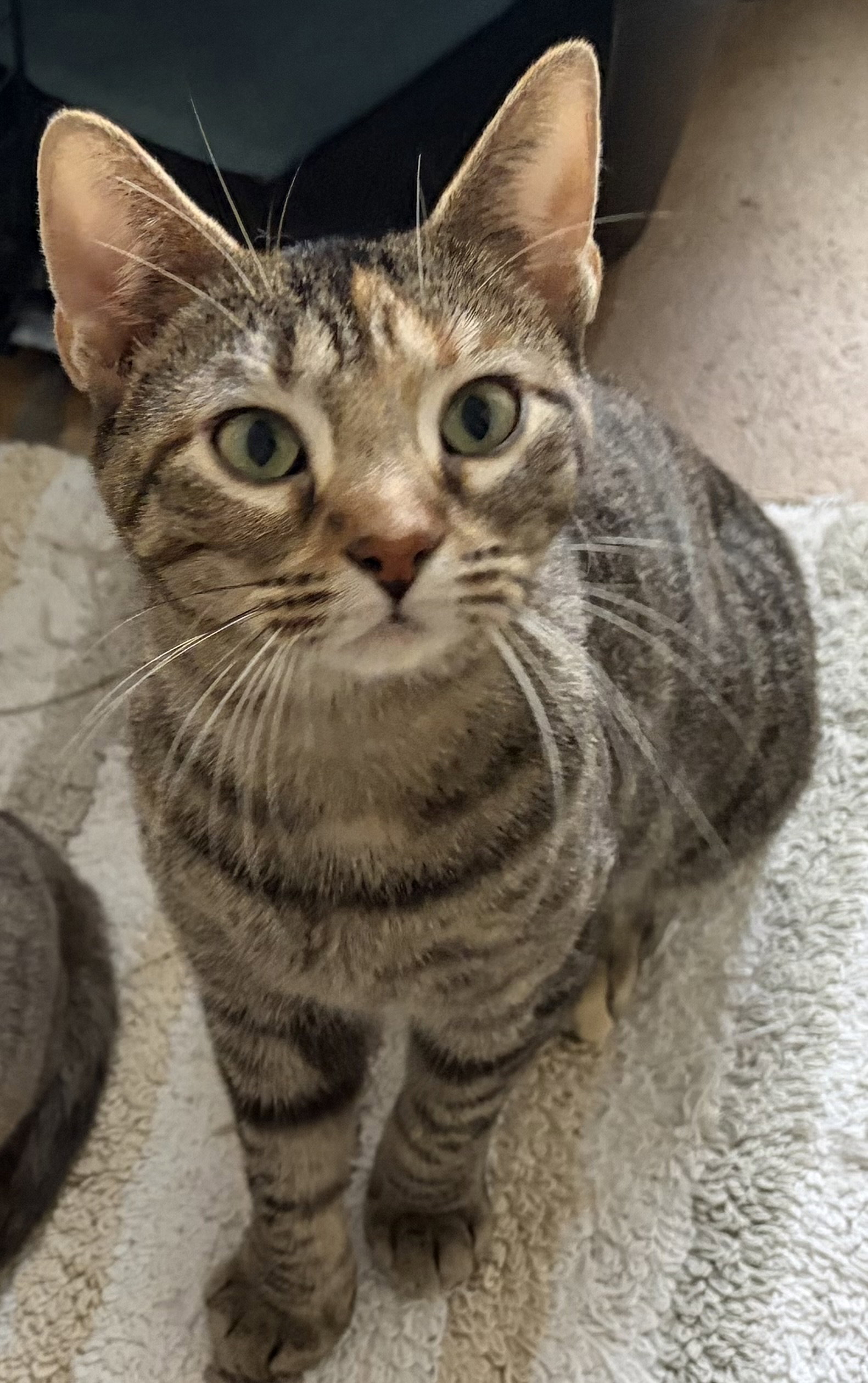 Freya Image