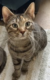 Freya