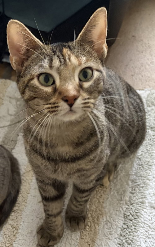 Freya