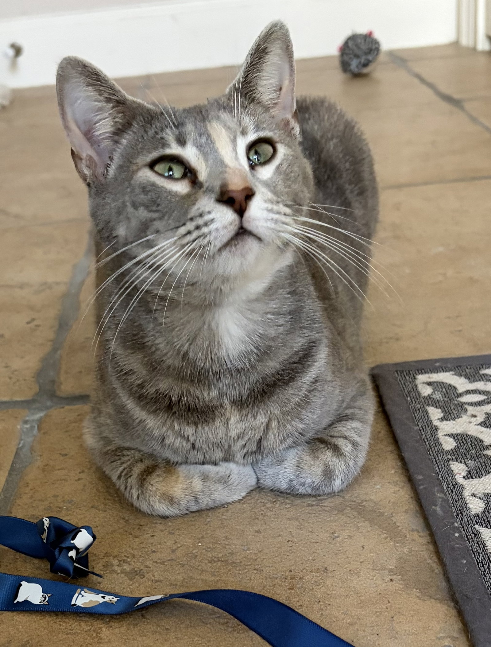 Frankie Image