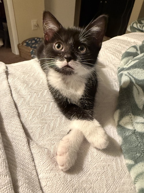 Peanut