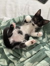 Peanut