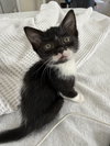 Peanut