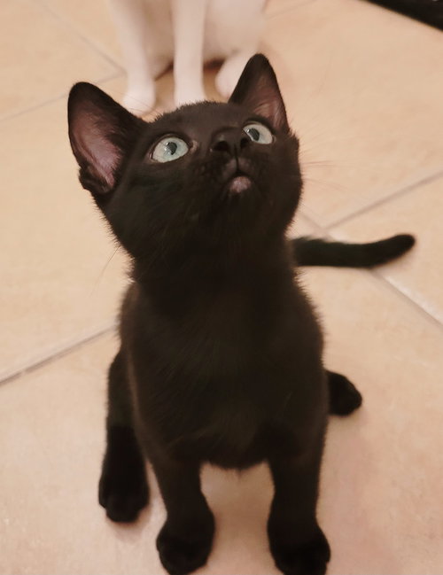 Smudge