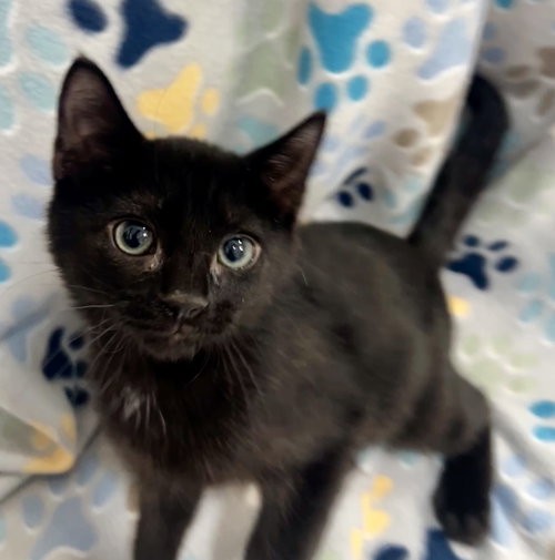 STELLA, an adoptable Domestic Short Hair in Orlando , FL