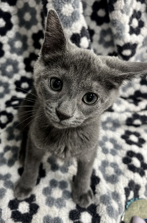 BELLA, an adoptable Domestic Short Hair in Orlando , FL