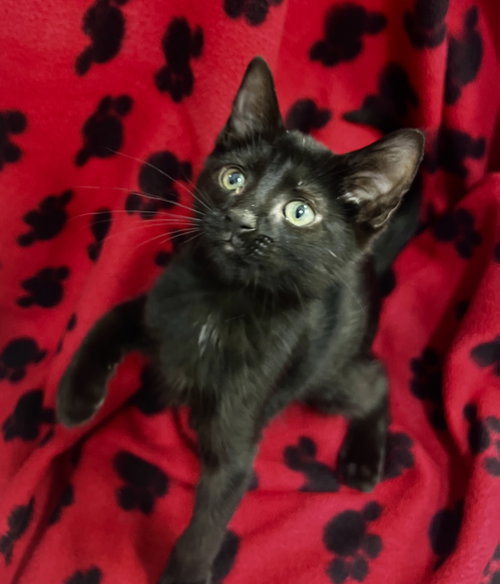 FELLA, an adoptable Domestic Short Hair in Orlando , FL