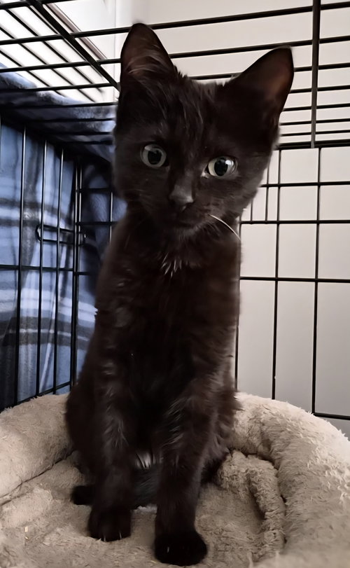 Solene, an adoptable Domestic Short Hair in Orlando , FL